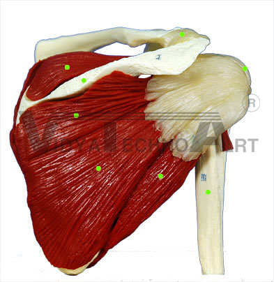 Shoulder: Posterior View